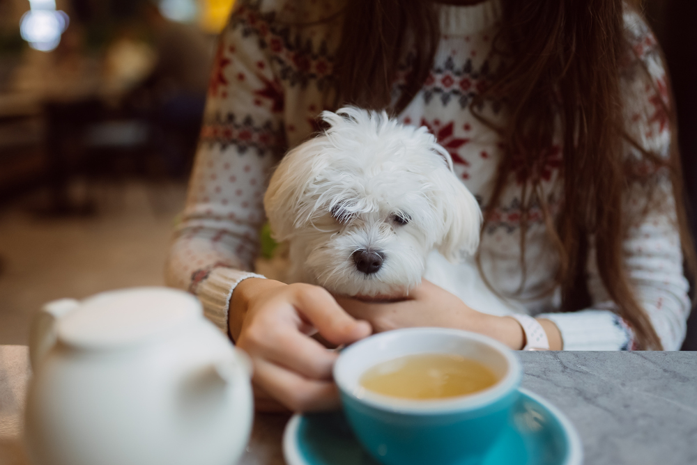 Cafe Pet Friendly di Gading Serpong: Tempat Hangout Seru untuk Kamu & Anabul 