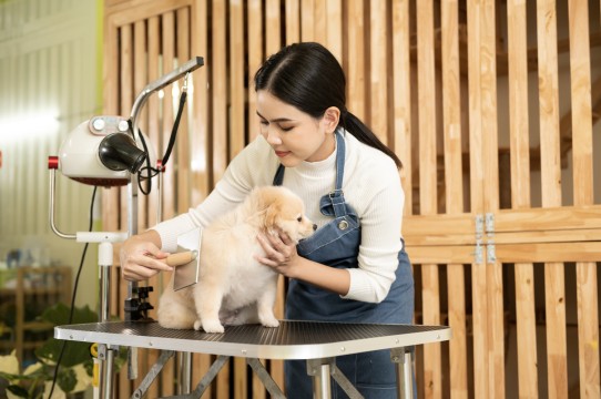 Pet Grooming Gading Serpong Untuk Merawat Anabul agar Tetap Bersih dan Sehat